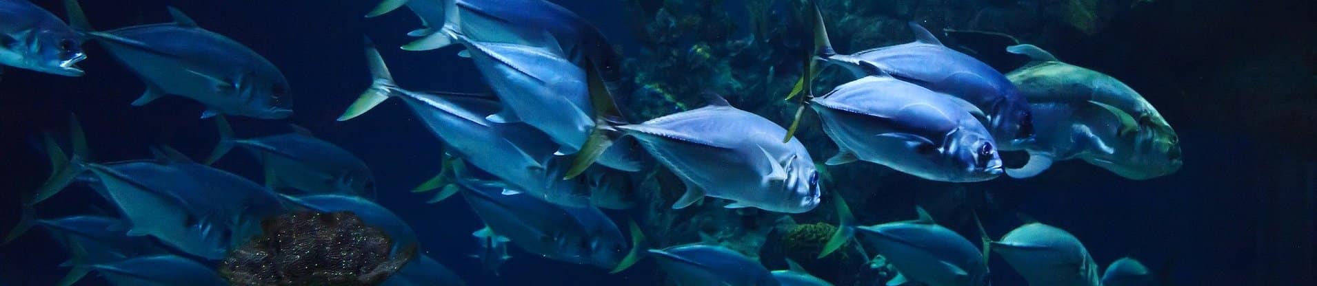 Aquarium du Périgord Noir